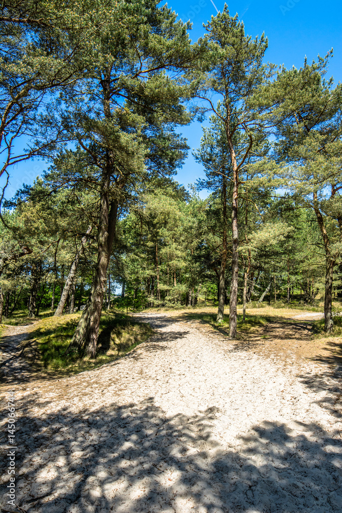 Entrance to the beach, landscape with pine forest in the summer vacation, travel concept Entrance to the beach, landscape with pine forest in the summer vacation, travel concept