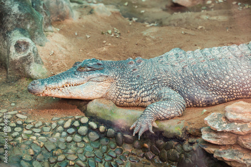 Crocodile on stone in safari