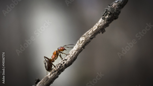 Forest ant closeup