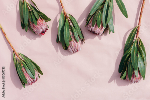 Floral frame with protea flowers on pink background. Top view