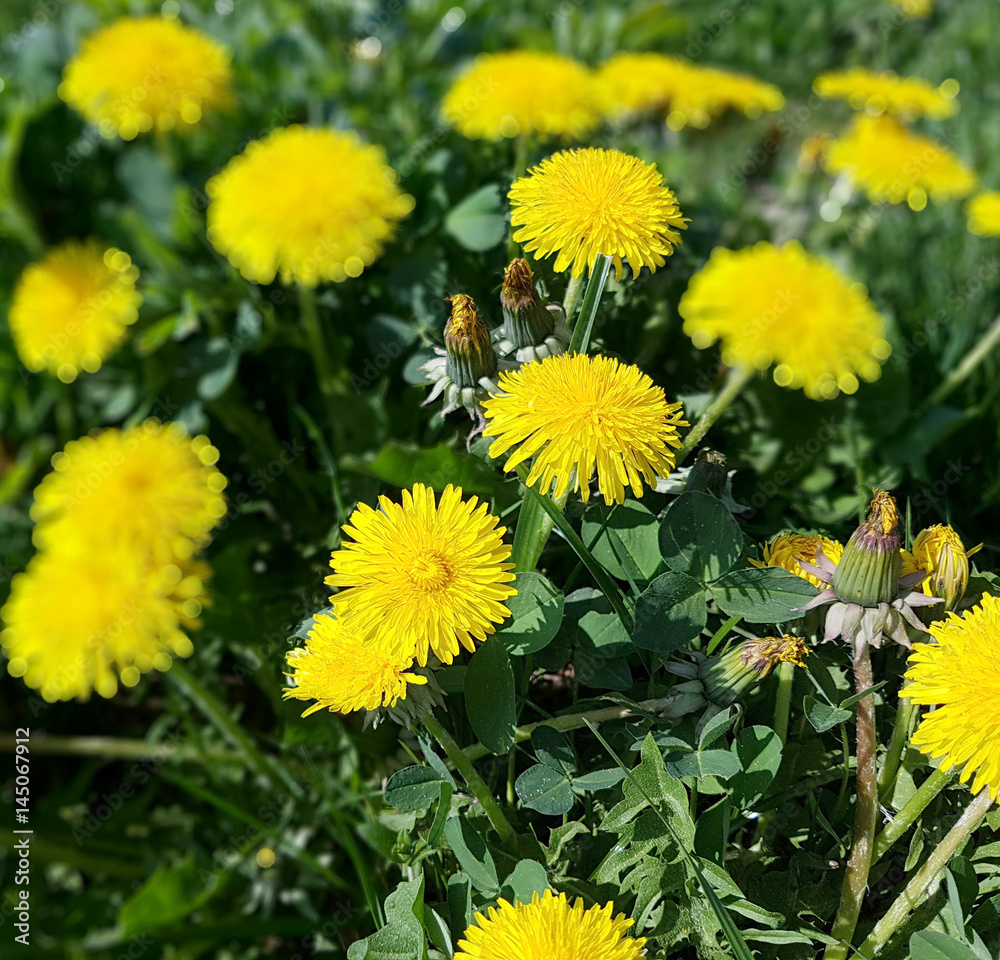 Loewenzahn; Taraxacum; officinale