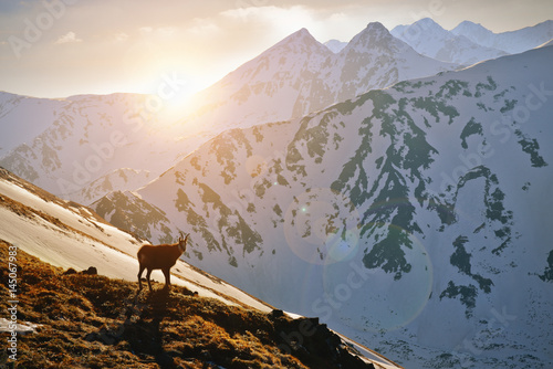 Fototapeta Naklejka Na Ścianę i Meble -  Mountain goat at the sunset in the Tatra mountain.