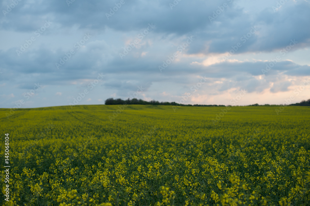 Rapeseed filed at sunset