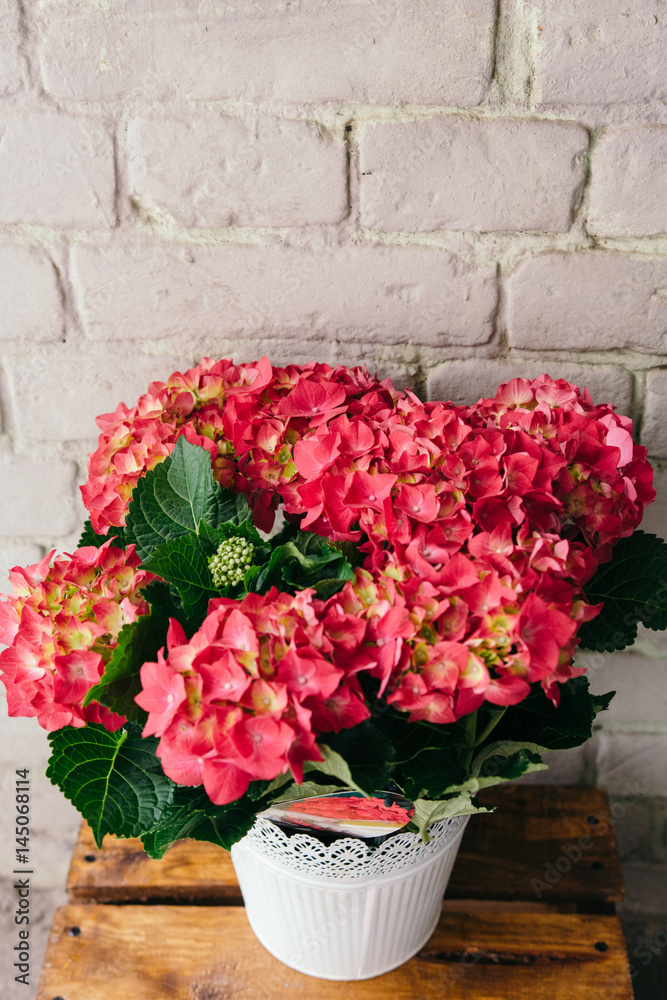 Beautiful red hydrangea flowers in white pot. Outdoor.