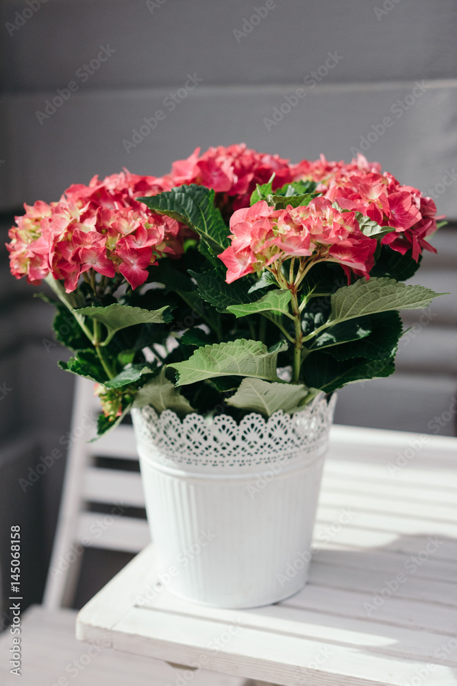 Fototapeta premium Beautiful red hydrangea flowers in white pot. Outdoor.