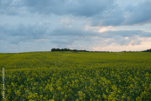 Rapeseed filed at sunset