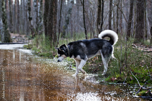 Dog breed Siberian Husky in a spring forest near creek © annatronova