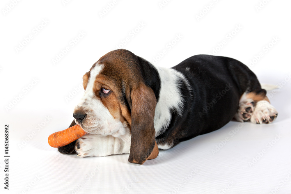 Basset hound puppy eats a carrot on a white background