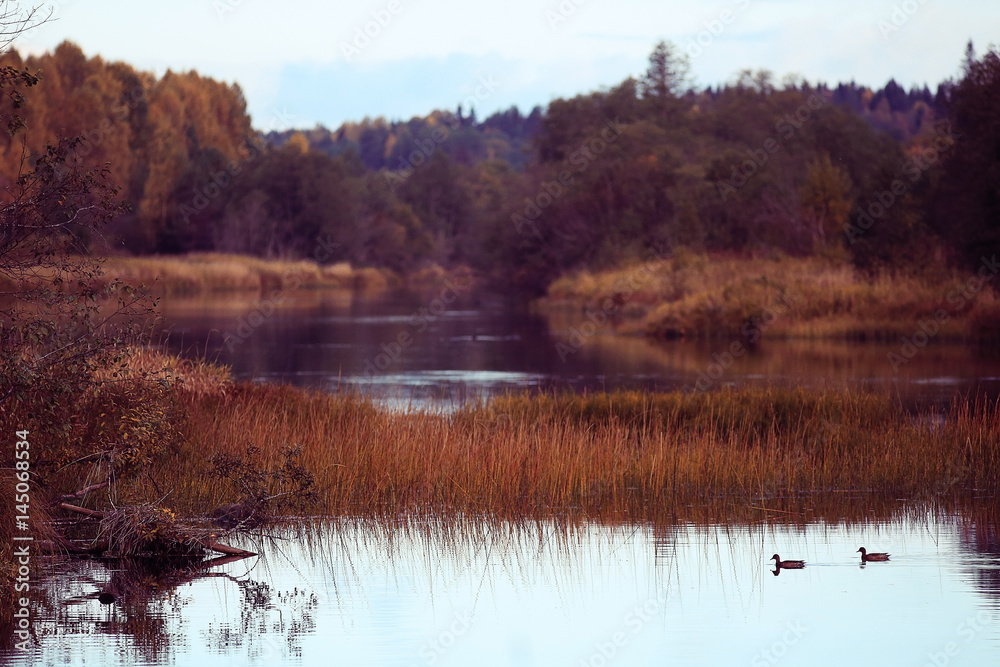 Fall forest landscape river amazing autumn background Fall forest landscape river amazing autumn background