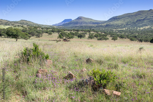 African bushveld with mountain ridge on a hot summer's day - Hot blue sky and springbok in the shade