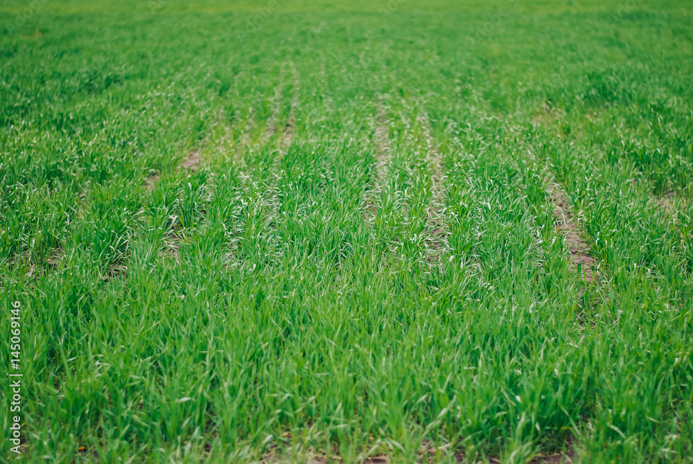 Obraz premium Wheat in the field