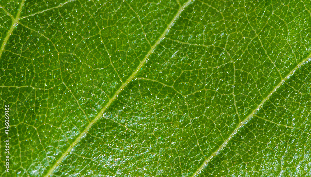 Fresh green leaf texture, leaf macro background Fresh green leaf texture, leaf macro background