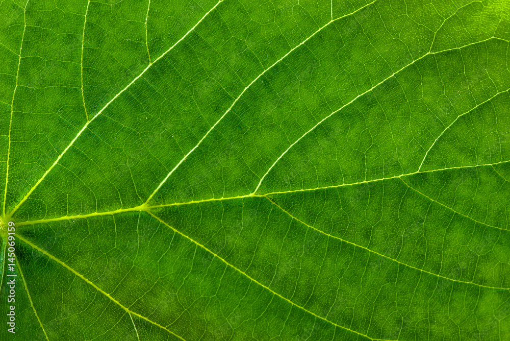 Fresh green leaf texture, leaf macro background Fresh green leaf texture, leaf macro background