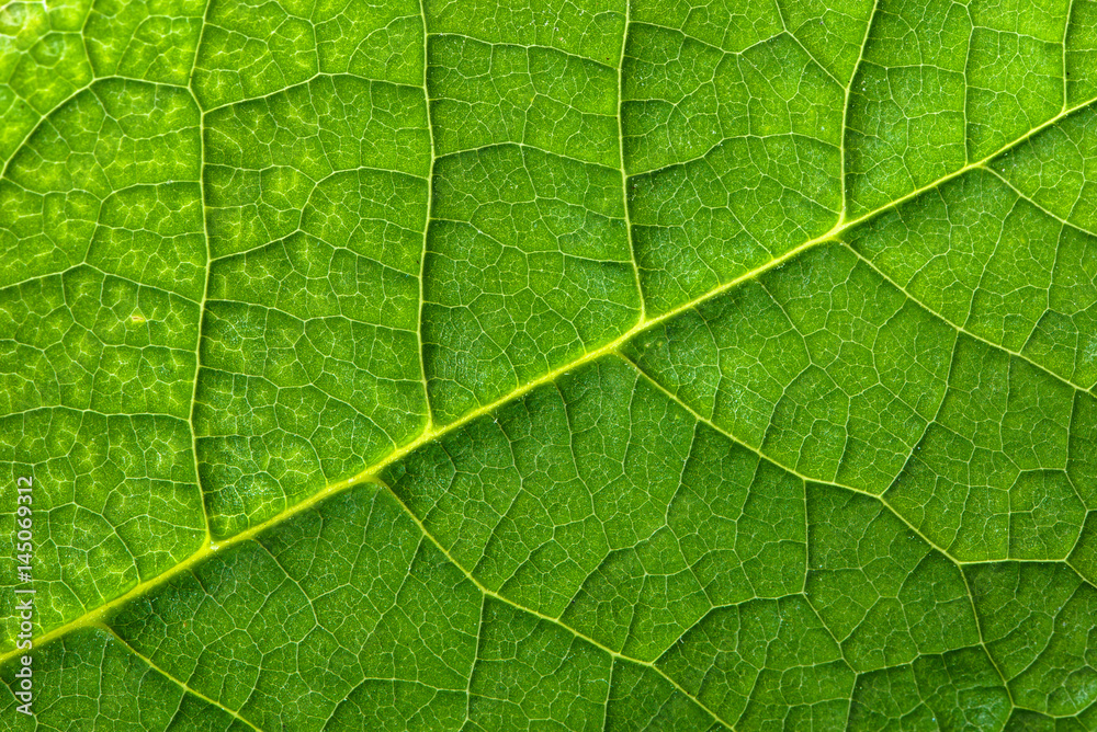 Fresh green leaf texture, leaf macro background Fresh green leaf texture, leaf macro background
