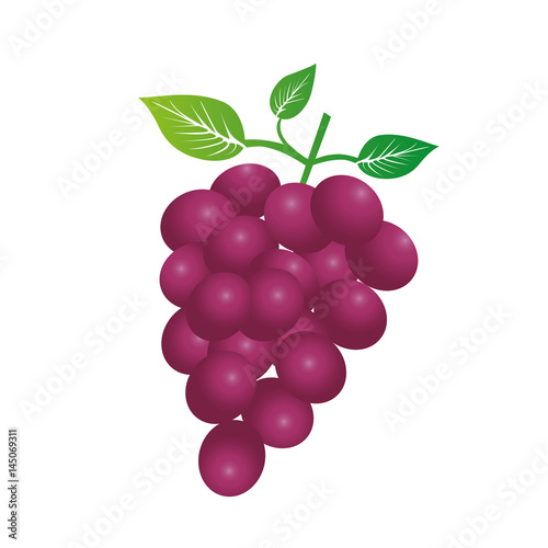 colorful silhouette of bunch of grapes vector illustration