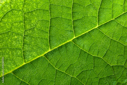 Fresh green leaf texture, leaf macro background