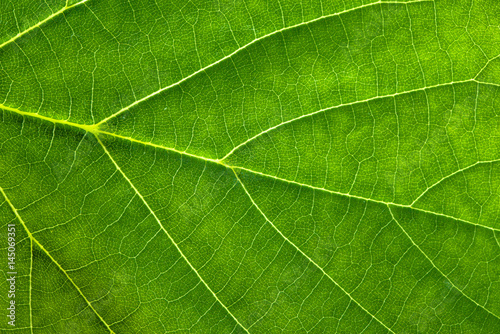 Fresh green leaf texture, leaf macro background