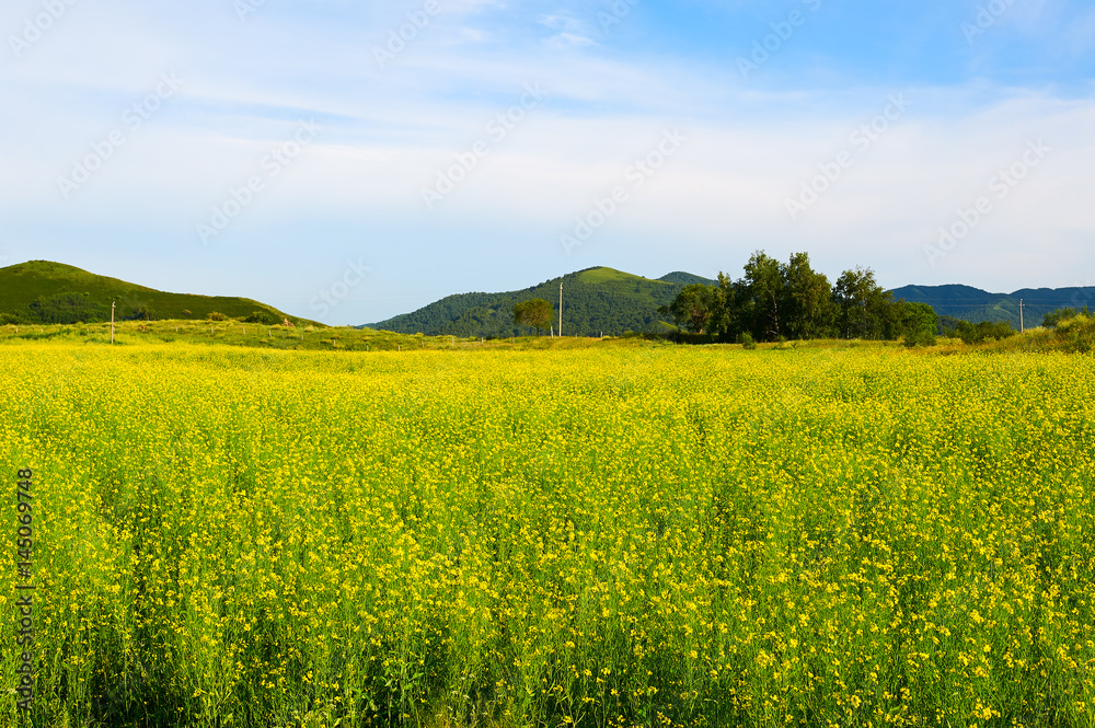 Fototapeta premium The rape flowers scenery.