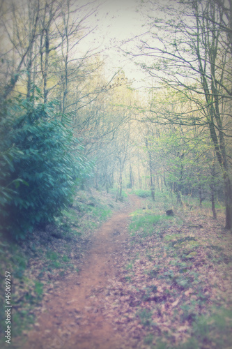 Low sun through trees in the woods © Christopher Hall