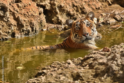 Tiger in a beautiful golden light in Ranthambhore National Park in India, panthera tigris, royal bengal tiger, indian wildlife, tigress, female