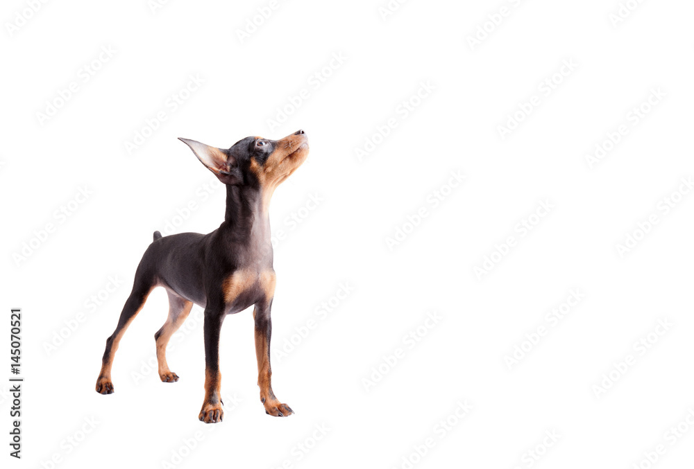 Miniature Pinscher isolated on white background.