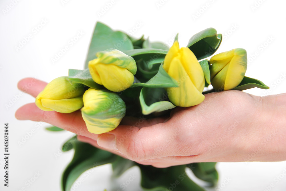 Obraz premium pąki żółtych tulipanów