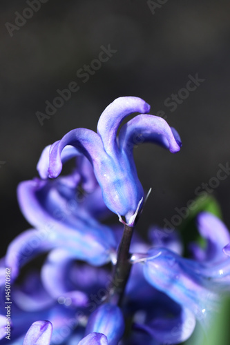 kwiaty - niebieskie hiacynty 