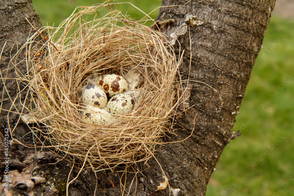 Nest of quail with eggs on a tree in the wood Nest of quail with eggs on a tree in the wood