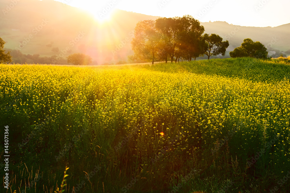 Obraz premium The rape flowers scenery.