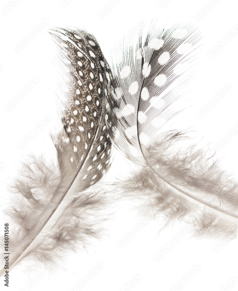 Black feathers of a bird with white spots on a white background Stock