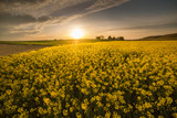 Yellow oilseed rape field under the blue bright  sky