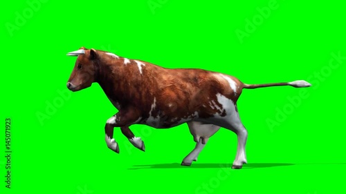 cow - brown cow running motion - isolated  green screen 