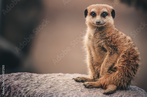 Foto meerkat