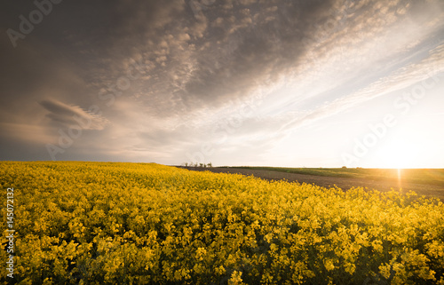 Yellow oilseed rape field under the blue bright  sky