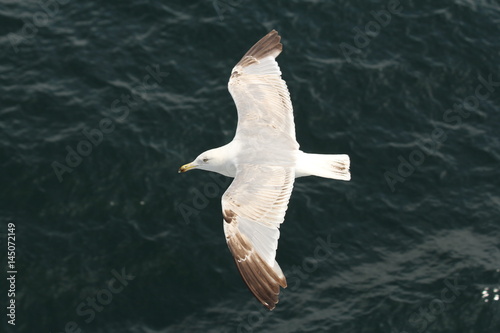 Silbermöwe
