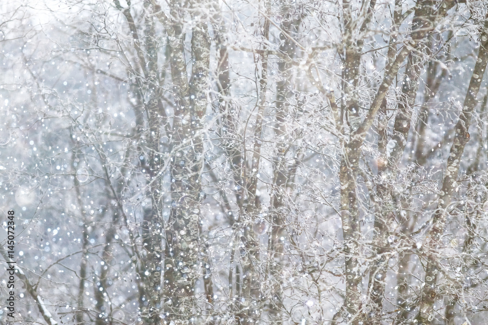 Snow-covered winter russian forest Snow-covered winter russian forest