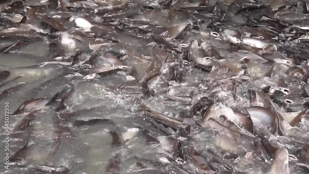 Crowd of snake-head fish and cat fish in river. Crowd of snake-head fish and cat fish in river.