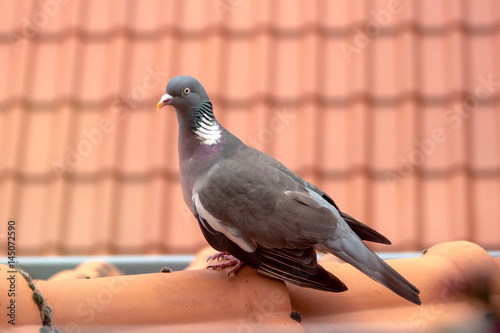 Taube
