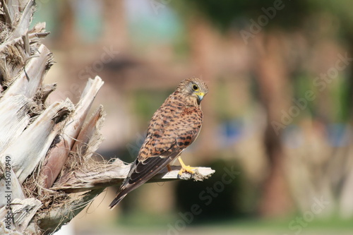 Turmfalke