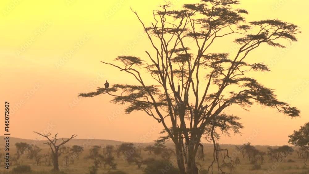 White-backed vulture sitting on a tree branch in old decaying acacia tree canopy against dreamy yellow and orange golden sky at sunset. Savanna woodland in breathtaking Serengeti plains, Tanzania White-backed vulture sitting on a tree branch in old decaying acacia tree canopy against dreamy yellow and orange golden sky at sunset. Savanna woodland in breathtaking Serengeti plains, Tanzania