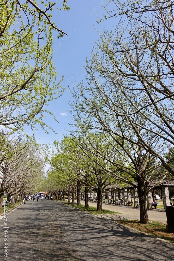 昭和記念公園の新緑