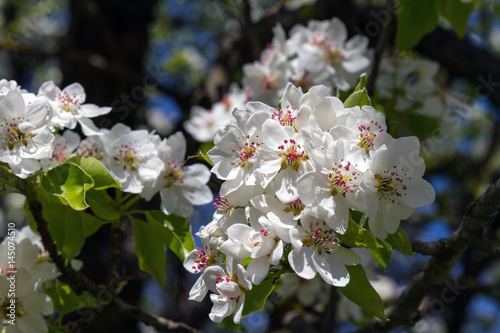Flowering of fruit trees in early spring. Delicate pink flowers of pear. A blooming garden in early spring.