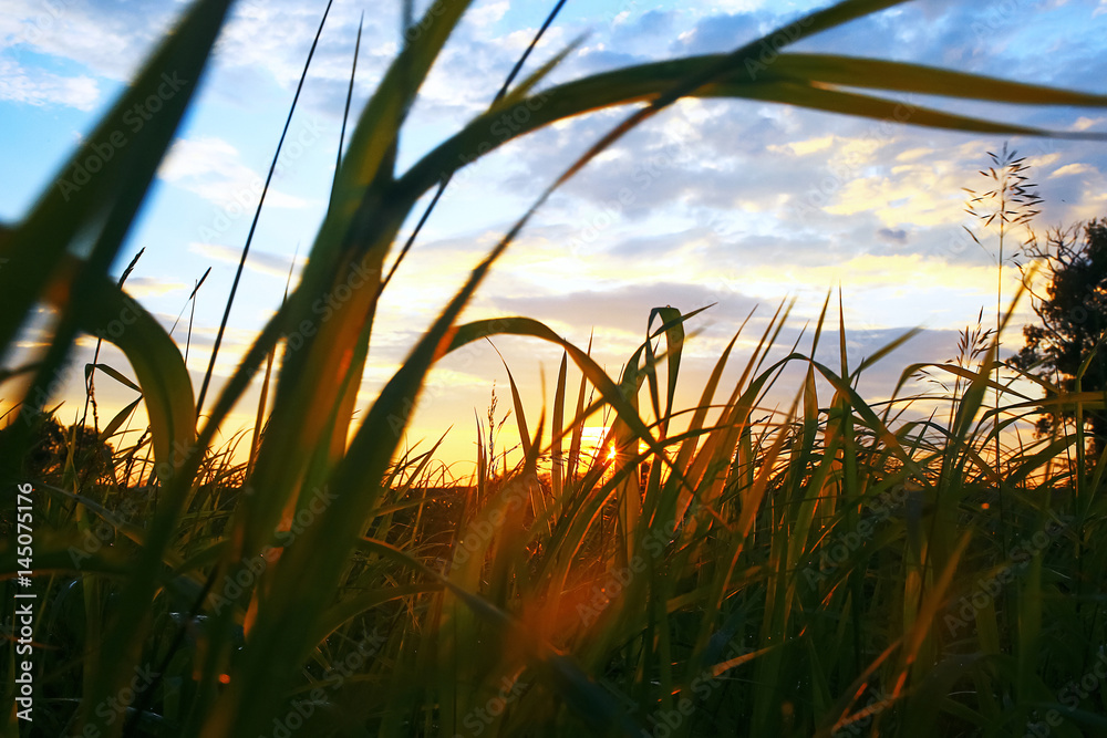 Fototapeta premium Grass in the field in the evening