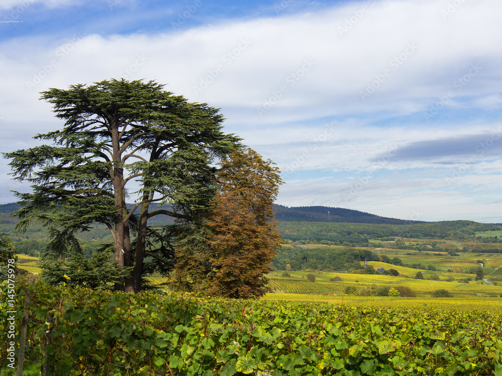 Fototapeta premium Zedernbaum im Rheingau