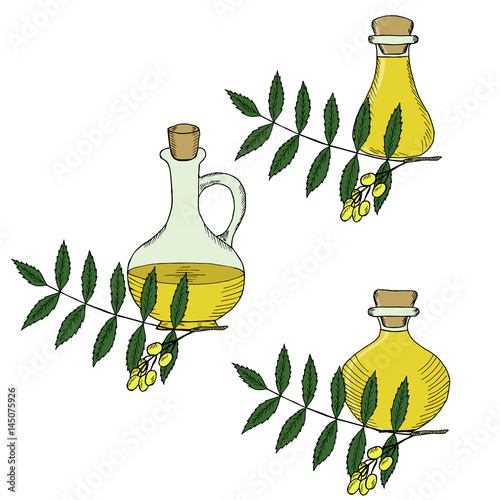 Ayurvedic herbs neem with oil bottles, jug. Set. Neem or nimtree, medicinal plant. Hand drawing ink illustration. Design for essential oil, natural cosmetics, treatment, aromatherapy, homeopathy.