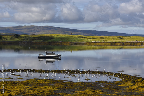 Fototapeta Naklejka Na Ścianę i Meble -  Fishing boat surrounded by birds on Isle of Mull, Scotland