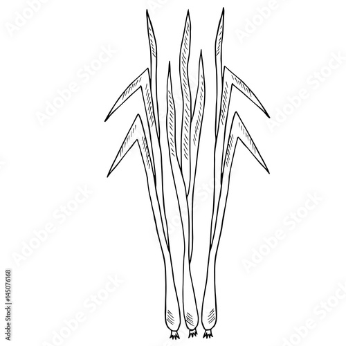 Lemongrass  cymbopogon   or lemon grass  barbed wire grass  silky heads  citronella grass. Culinary herb  medicinal plants  spicy. Leaves and root. Hand drawn ink illustration. For cosmetics  labels.