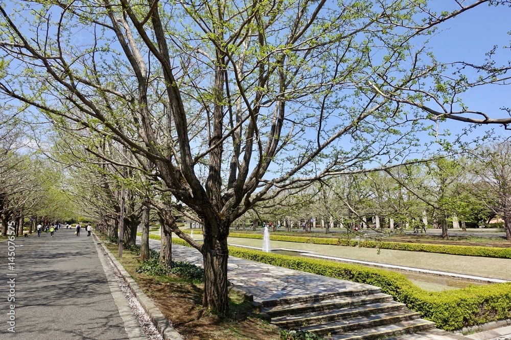 昭和記念公園の新緑