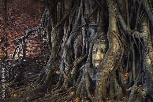 Head of buddha in the tree roots at wat mahathat ayuthaya,Thailand.
