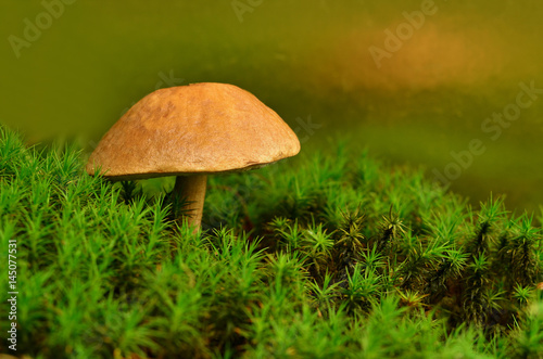 Mushroom in moss close-up. Tubular mushroom (Leccinum) background with copy space